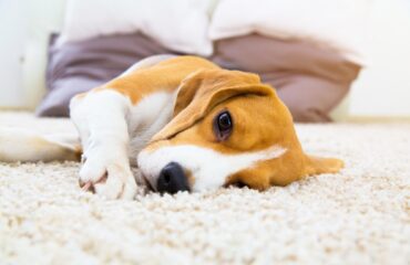 San Ramon Area Rugs