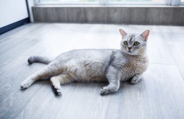 A Beautiful Gray Fluffy Cat Lies On A Laminate. The Concept Of P Cat Lies On Tracy Hardwood