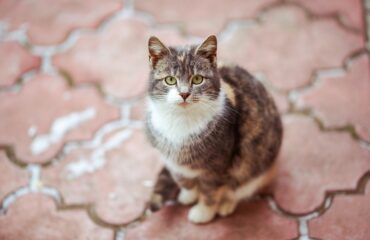 Tile flooring, tile