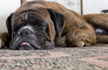blackhawk carpet pet-friendly carpet tiles