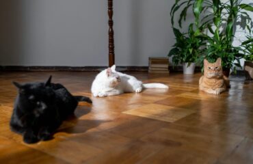 flooring options for pet owners