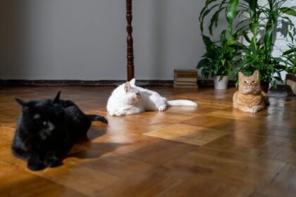 flooring options for pet owners