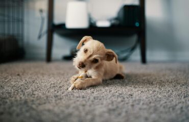 How often should you replace carpet