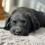 pet friendly flooring for Bay Area homes