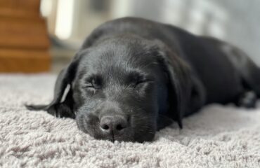 pet friendly flooring for Bay Area homes