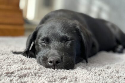 pet friendly flooring for Bay Area homes