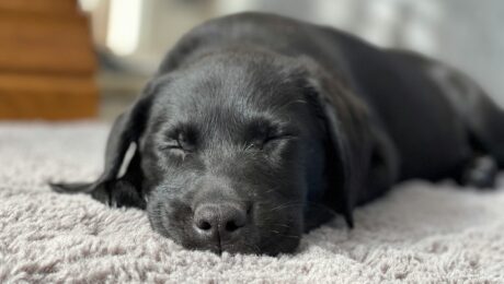 pet friendly flooring for Bay Area homes